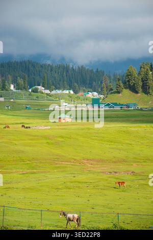 Una splendida vista su un vasto prato verde a Gulmarg, Kashmir, con cavalli da pascolo, una piccola cabina di legno e edifici lontani contro una ba della foresta Foto Stock
