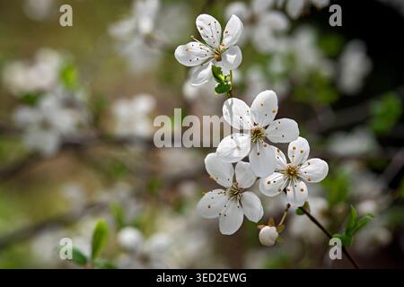 Blüten der Kirschpflaume Prunus cerasifera . Blüten der Kirschpflaume Prunus cerasifera . 20260406MIC0002 *** Fiori della prugna ciliegia Prunus cerasifera Fiori della prugna ciliegia Prunus cerasifera 20260406MIC0002 Foto Stock