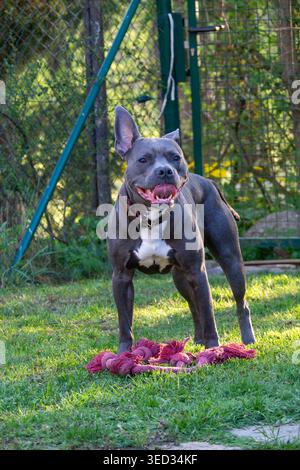 Il cane grigio è in allerta sul prato erboso Foto Stock