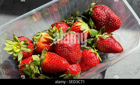 Fragole rosse fresche con foglie verdi disposte in un contenitore di plastica trasparente su una superficie scura illuminata dalla luce naturale del sole Foto Stock