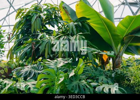 Piante tropicali che fioriscono all'interno di una serra commerciale, caratterizzate da lussureggianti monstera deliciosa e grandi foglie di banana che creano un ambiente botanico esotico e vibrante Foto Stock