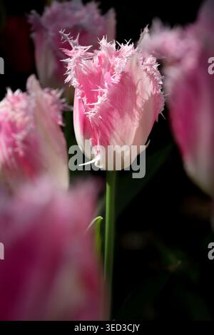 Foto di un tulipano rosa e bianco con bordi di petali frangiati, in un giardino circondato da altri tulipani simili. Foto Stock