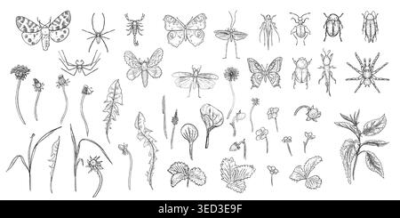 Vari insetti con erbe selvatiche e fiori set vettoriale bianco nero. Schizzo disegnato a mano di insetti, farfalle e piante da prato diversi per naturale Illustrazione Vettoriale