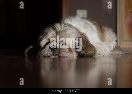 Un ritratto di alta qualità e basso profilo di un cane Shih Tzu dai capelli lunghi steso su un pavimento di legno scuro e lucido. L'immagine cattura un'atmosfera tranquilla e tranquilla Foto Stock