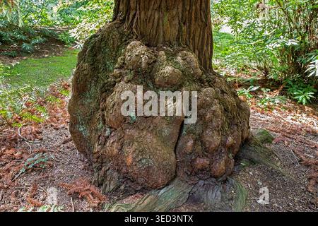 Albero antico con un enorme toro alla base, modellato da decenni di crescita, stress e sopravvivenza in un giardino boschivo. Foto Stock