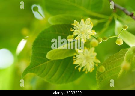 Primo piano dettagliato di fiori di tiglio giallo (Tilia) e foglie verdi vibranti in una foresta illuminata dal sole. Il morbido bokeh naturale mette in risalto l'erba medicinale. Per Foto Stock