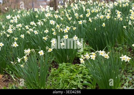 Fiori di narciso bianco con tazze gialle che crescono all'aperto in un verde giardino primaverile Foto Stock
