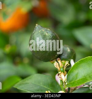 Limoni verdi e fiori che appaiono su un ramo di agrumi in un frutteto Foto Stock
