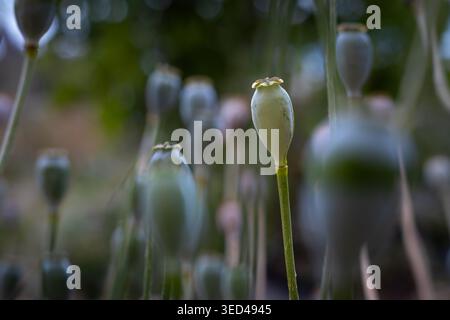 Un gruppo di delicate capsule verdi di semi di papavero si staglia su steli sottili, creando una serena scena naturale Foto Stock