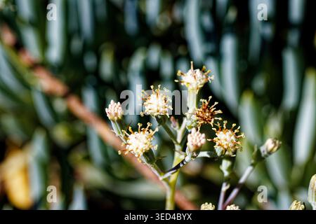 Curio repens (sin. Senecio serpens) è una specie di succulenta pianta di copertura del genere Curio, appartenente alla famiglia delle Asteraceae. Foto Stock