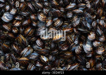 Un gruppo spesso di cozze scure e iridescenti che si aggrappano saldamente l'una all'altra Foto Stock