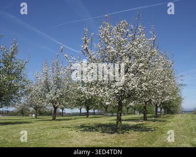 Fila di alberi da frutto in fiore, meli, su un rigoglioso prato verde sotto il cielo blu, Cantone di Thurgau, regione del Lago di Costanza, Svizzera Foto Stock