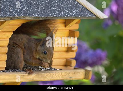 Scoiattolo rosso eurasiatico (Sciurus vulgaris), seduto nella casa degli uccelli, mangiando cibo per uccelli, semi di girasole, Stoccarda, Baden-Wuerttemberg, Germania Foto Stock