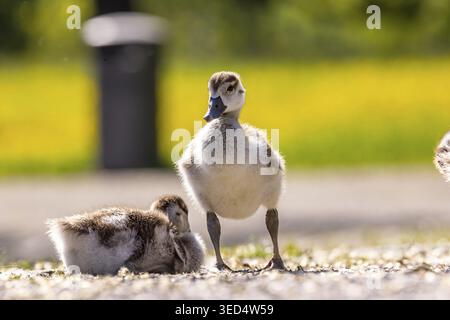 Appena schiusa: Pulcino dell'oca del Nilo (Alopochen aegyptiaca). Rosensteinpark Stuttgart in primavera. La specie invasiva pone problemi a livello locale Foto Stock