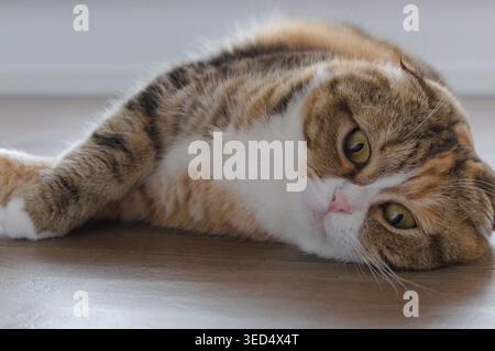 Tabby multicolor scozzese fold anni gatto rilassato Foto Stock