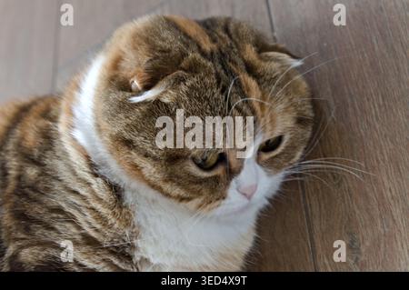 primo piano tabby multicolore scozzese fold years cat Foto Stock