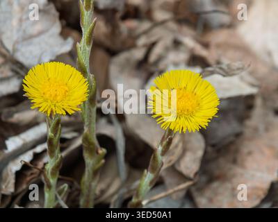 Primo piano i fiori di Coltsfoot in fiore, Quebec, Canada Foto Stock