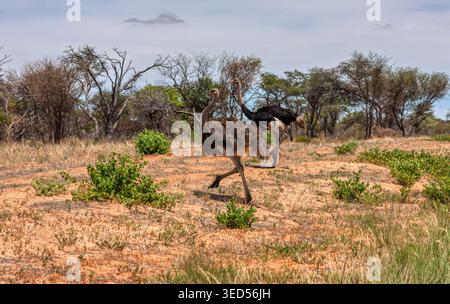 Gli struzzi comuni maschili e femminili vengono catturati a metà strada mentre attraversano un paesaggio asciutto e sabbioso punteggiato da arbusti verdi e alberi di acacia sotto un bri Foto Stock