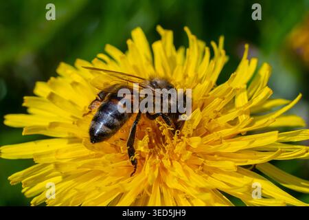 Ape su un fiore di dente di leone, primo piano. Fiori di dente di leone giallo in una radura, impollinazione dei fiori da parte degli insetti. Sfondo naturale primaverile con luce brillante Foto Stock