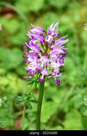 Inizio estate erbacea perenne fioritura scimmia Orchidea (Orchis simia) - Francia centrale. Foto Stock
