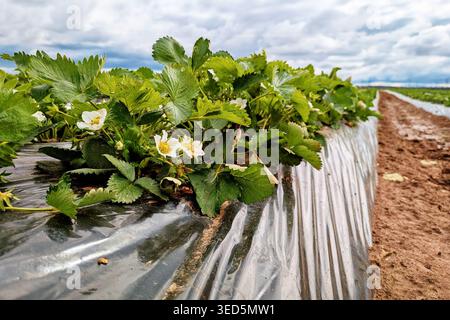 Fila di piante di fragole in un campo con terreno coperto da pacciame di plastica. Cielo nuvoloso sullo sfondo Foto Stock