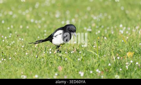 Birds of Spring - splendida Magpie su un campo verde con fiori foto di alta qualità Foto Stock