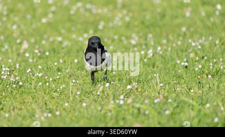 Birds of Spring - splendida Magpie su un campo verde con fiori foto di alta qualità Foto Stock