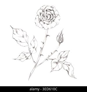 Ramo di fiori di rosa trafilato a mano su stelo dritto con spine, gambi frondoso, gemme. Matita disegnata a mano, illustrazione a carboncino . Cartoleria di San Valentino Foto Stock