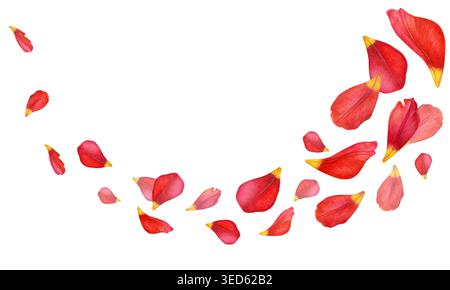 Petali di tulipani rossi con punte gialle disposti in una composizione diagonale fluida. Illustrazione ad acquerello botanico disegnata a mano su sfondo bianco. Foto Stock