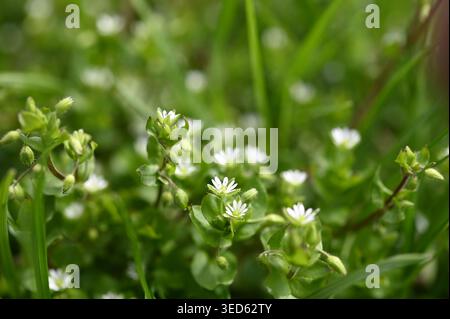 Un gruppo di pozze comuni con piccoli fiori bianchi. In primavera, Stellaria media cresce in natura. Foto Stock