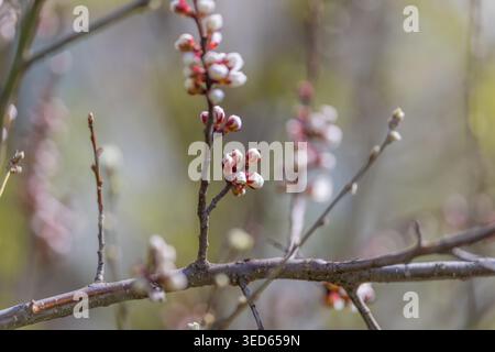 Rami interlacciati con gemme emergenti chiudono complessi motivi ramoscelli e ammassi di gemme ripetuti, bokeh mutato, texture organiche, naturale contemplativo Foto Stock