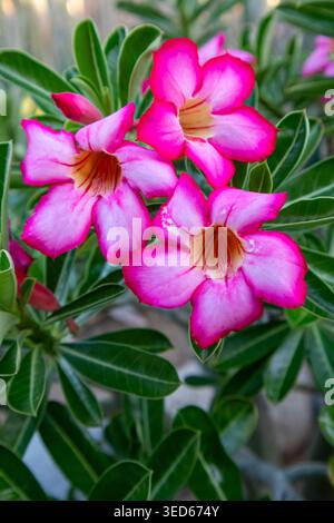 Vibranti fiori rosa rosa del deserto che fioriscono tra foglie verdi lussureggianti Foto Stock