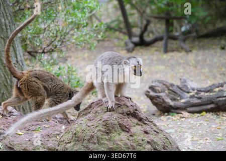 Un lemuro marrone (Eulemur fulvus) in piedi su una roccia, che mostra la sua folta pelliccia grigio-marrone, il viso scuro e gli occhi gialli brillanti Foto Stock