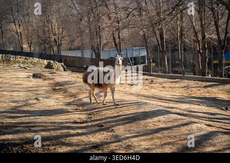 Lama glama lama lama in piedi su terreno asciutto in recinzione dello zoo con recinzione e alberi sullo sfondo. Fauna selvatica e cattività. Foto Stock