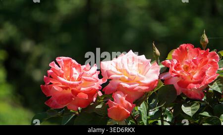Splendide rose di corallo rosa che sbocciano nel Sunny Garden Foto Stock