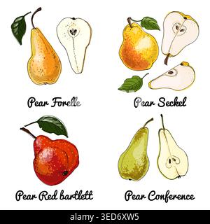 Icone del cibo Pere Vector di frutta. Schizzo colorato di prodotti alimentari. bartlett rosso pera Illustrazione Vettoriale