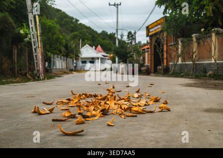 Dry Coconut Husks su Village Road Foto Stock