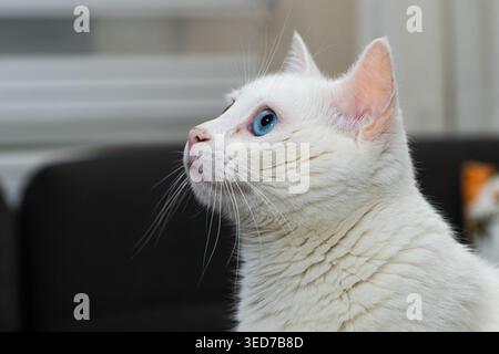 Un profilo artistico in primo piano di un gatto che guarda verso l'alto con la sua pelliccia bianca pura e gli occhi blu brillante, che mostra la trama intricata della sua pelliccia. Foto Stock