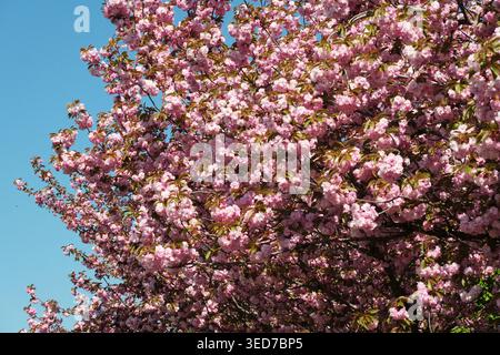 I ciliegi esplodono di fiori rosa, creando un'incredibile dimostrazione di bellezza primaverile. Foto Stock