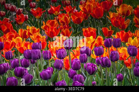 campo di tulipani in vari colori Foto Stock
