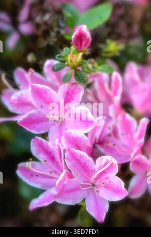 Ravvicinato naturale delle piante in fiore della splendida rosa di Kermesinum del Rhododendron, sotto il soffice sole primaverile. intrigante, intrigante, coinvolgente, avvincente Foto Stock