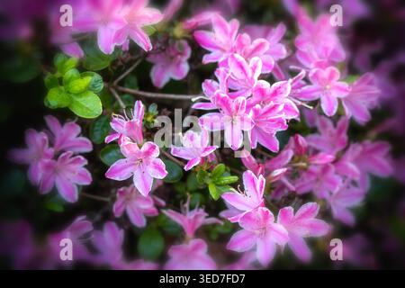 Ravvicinato naturale delle piante in fiore della splendida rosa di Kermesinum del Rhododendron, sotto il soffice sole primaverile. intrigante, intrigante, coinvolgente, avvincente Foto Stock