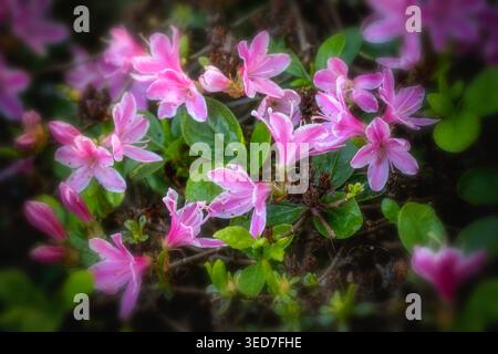 Ravvicinato naturale delle piante in fiore della splendida rosa di Kermesinum del Rhododendron, sotto il soffice sole primaverile. intrigante, intrigante, coinvolgente, avvincente Foto Stock