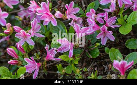 Ravvicinato naturale delle piante in fiore della splendida rosa di Kermesinum del Rhododendron, sotto il soffice sole primaverile. intrigante, intrigante, coinvolgente, avvincente Foto Stock