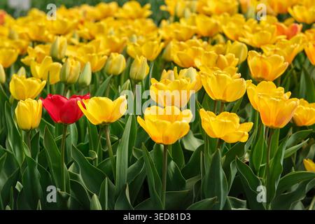 Aiuole di tulipani gialle con un accento rosso in un giardino primaverile, creando uno sfondo naturale floreale di stagione. Foto Stock