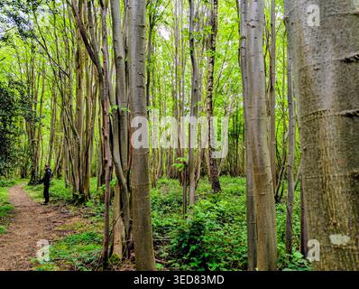 Calce a piccola lievitazione (Tilia Cordata) Foto Stock
