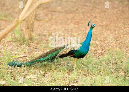 Indian Peafowl (Pavo cristatus), più comunemente noto come pavone blu. Agra, India. Foto Stock