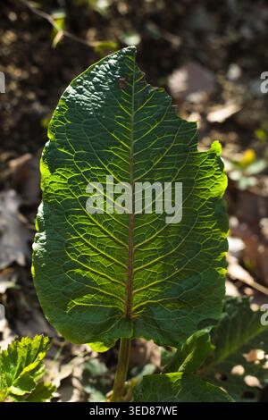 Foglia verde con venature visibili retroilluminata dalla luce del sole Foto Stock