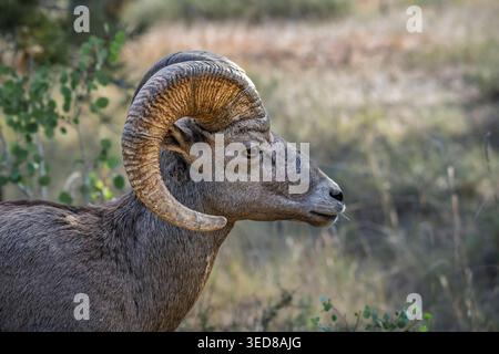 Stati Uniti, Utah, Flaming Gorge National Recreation area, Red Rock Canyon, Bighorn Sheep Foto Stock