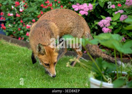 Volpe rossa (Vulpes vulpes) che si forgia su prato nel giardino suburbano di Bristol, Inghilterra, Regno Unito Foto Stock